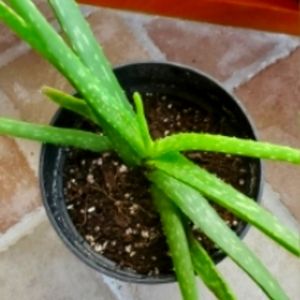 Aloe plant potted
